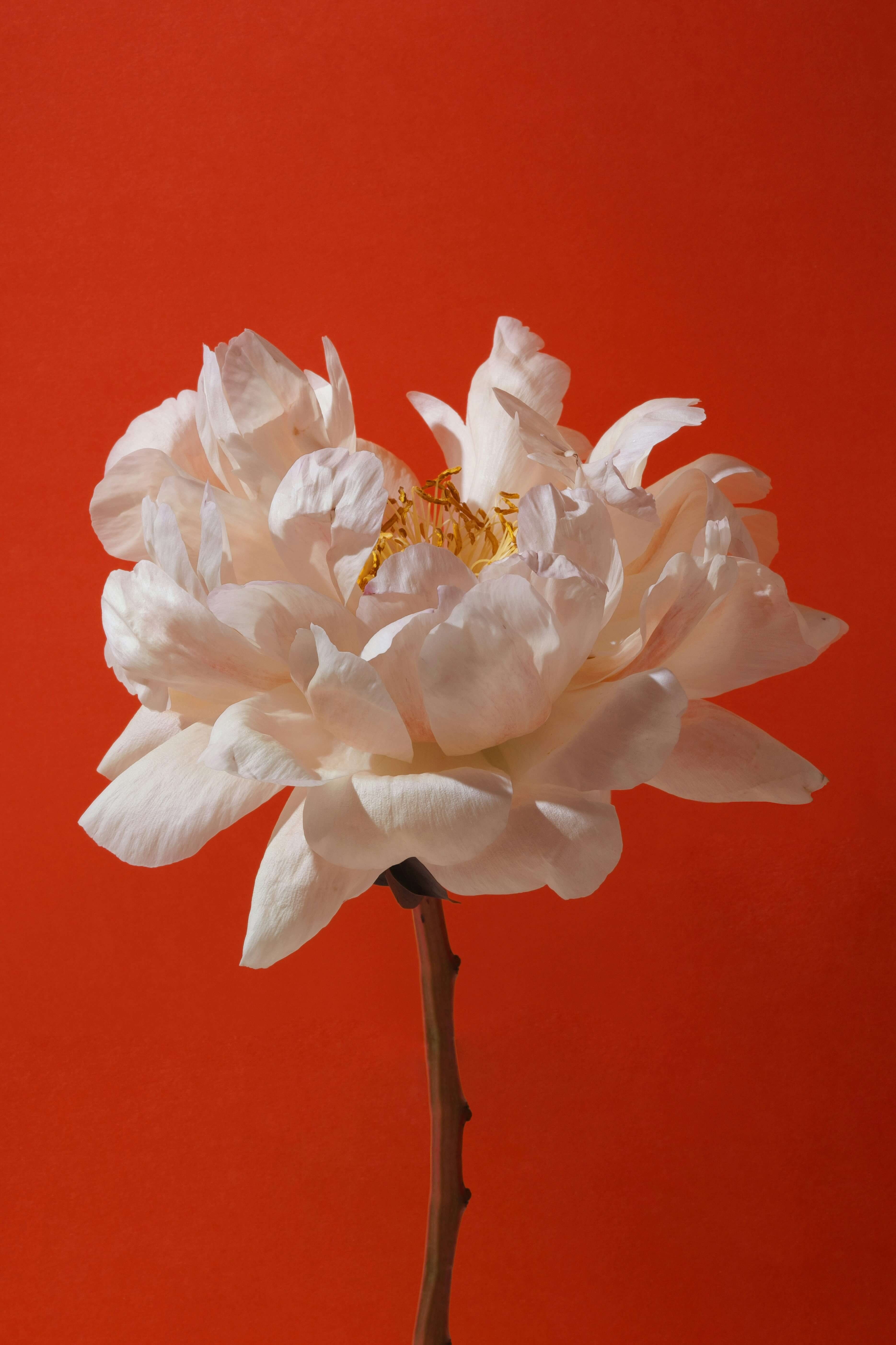 A white flower on a warm red background