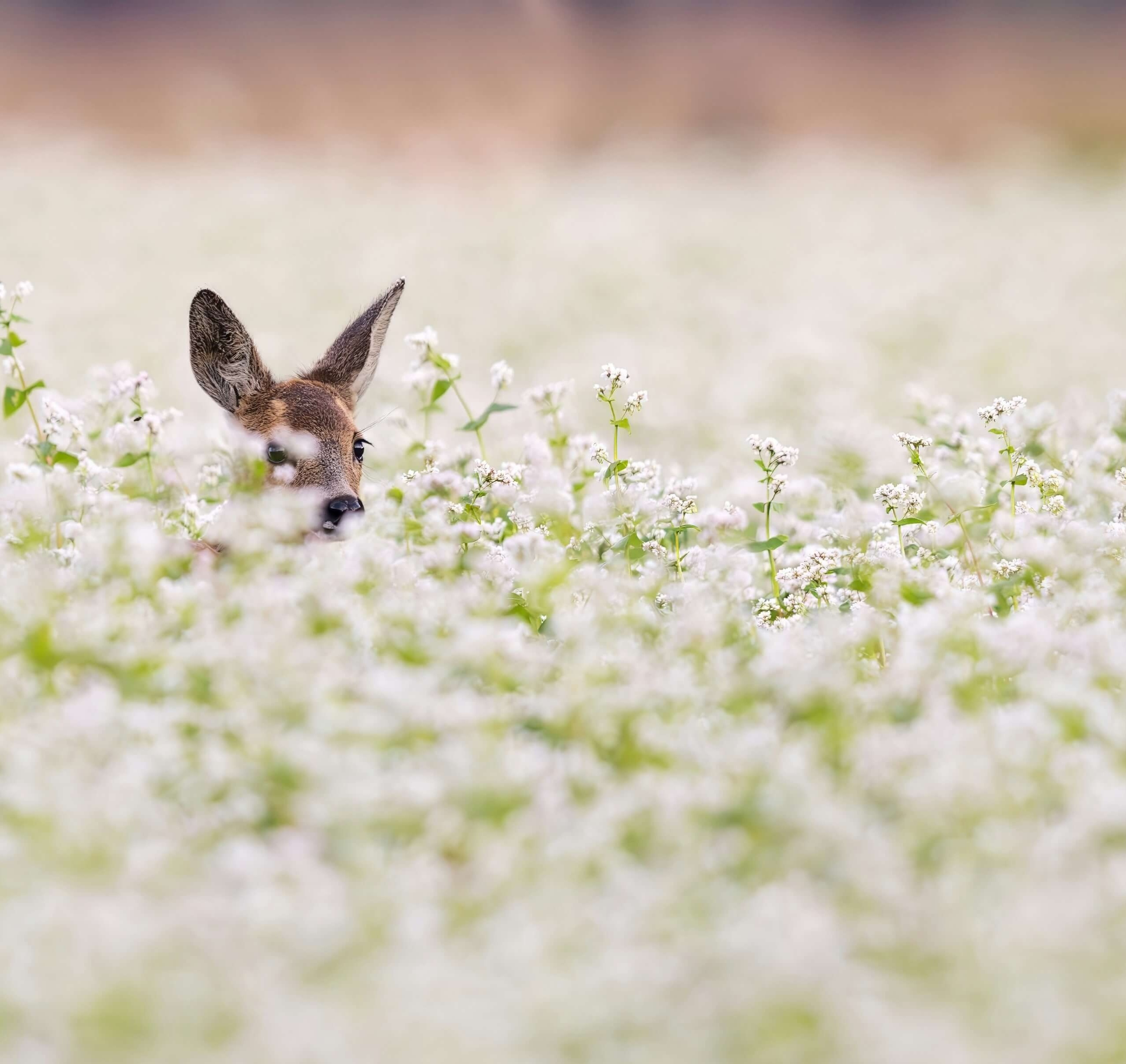 A young deer resting in a field of white flowers